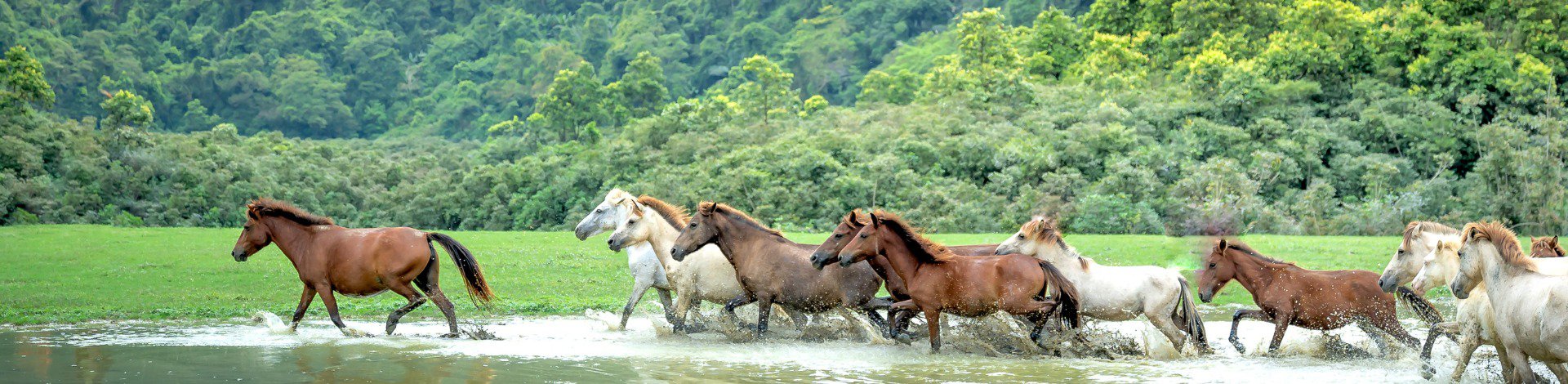 Reisprofessional in de kijker: Vakantie te Paard cover